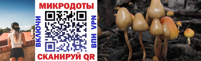 Галлюциногенные грибы Psilocybe Алдан